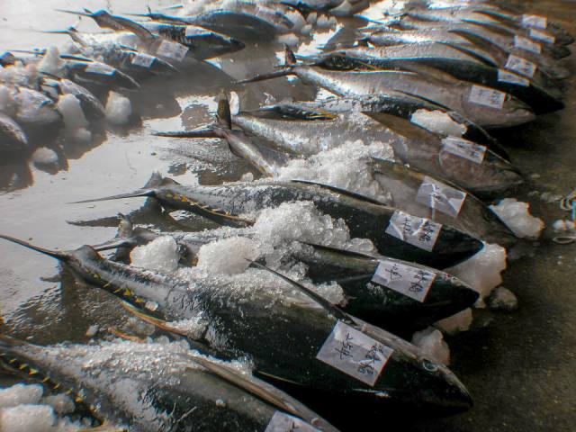 成功漁港：魚市場的魚貨
