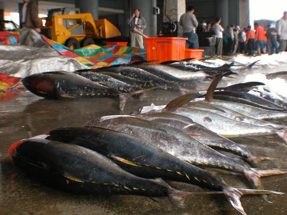 成功漁港：魚市場的魚貨