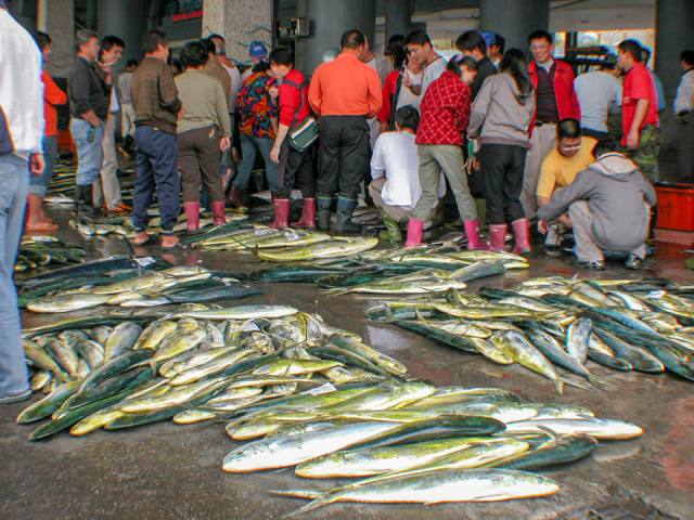 成功漁港：卸魚與挑魚的人潮